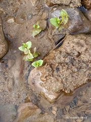 Mecardonia procumbens