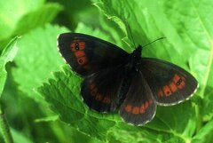 Erebia euryale