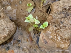 Mecardonia procumbens