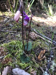 Calypso bulbosa occidentalis