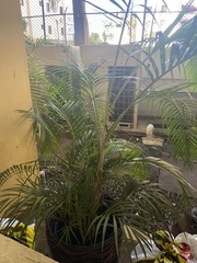 Arecaceae