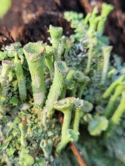 Cladonia fimbriata