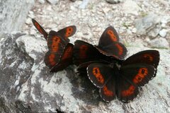 Erebia euryale
