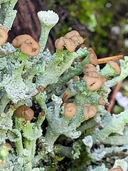 Cladonia fimbriata