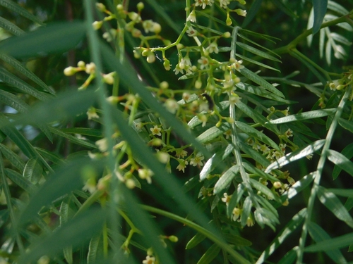 Schinus areira