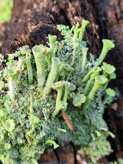 Cladonia fimbriata
