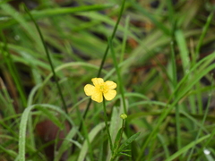 Ranunculus flammula