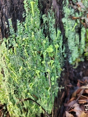 Cladonia fimbriata