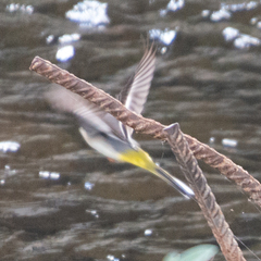 Motacilla cinerea