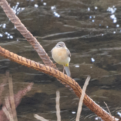 Motacilla cinerea