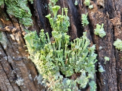 Cladonia fimbriata