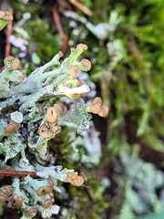 Cladonia fimbriata