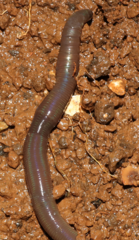 Aporrectodea trapezoides