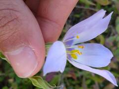 Eustoma exaltatum