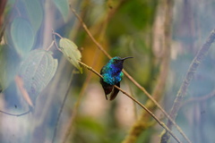 Campylopterus falcatus