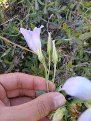 Eustoma exaltatum