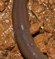 Aporrectodea trapezoides