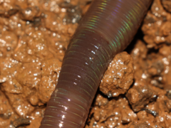 Aporrectodea trapezoides