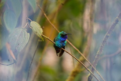 Campylopterus falcatus