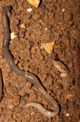 Aporrectodea trapezoides