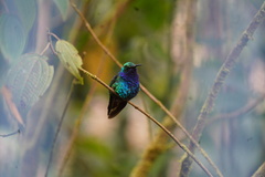 Campylopterus falcatus