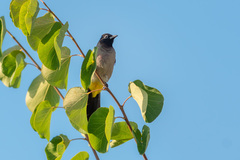 Pycnonotus xanthopygos