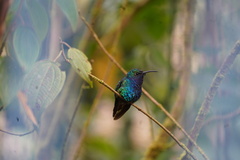 Campylopterus falcatus