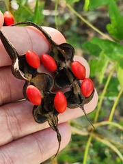 Erythrina herbacea