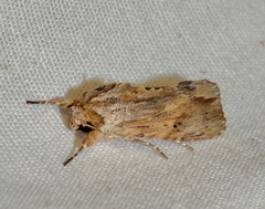 Spodoptera eridania
