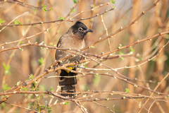 Pycnonotus xanthopygos