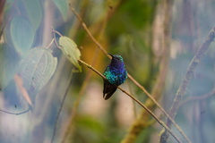 Campylopterus falcatus