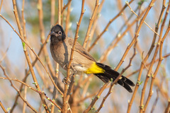 Pycnonotus xanthopygos