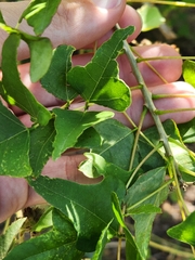 Erythrina herbacea
