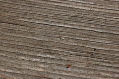 Uloborus walckenaerius