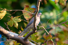 Streptopelia senegalensis
