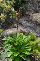 Berkheya herbacea