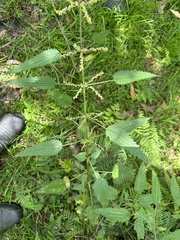 Urtica incisa