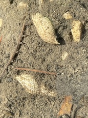 Melanoides tuberculata