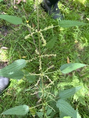 Urtica incisa