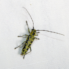 Saperda scalaris