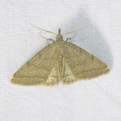 Pechipogo strigilata