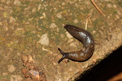 Tandonia