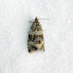 Syricoris lacunana