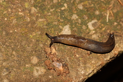 Tandonia