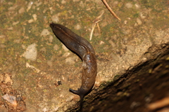 Tandonia