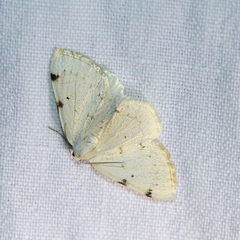 Lomographa bimaculata