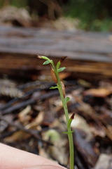 Acianthus sinclairii