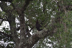 Lophaetus occipitalis