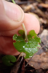 Acianthus sinclairii