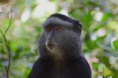 Cercopithecus mitis stuhlmanni